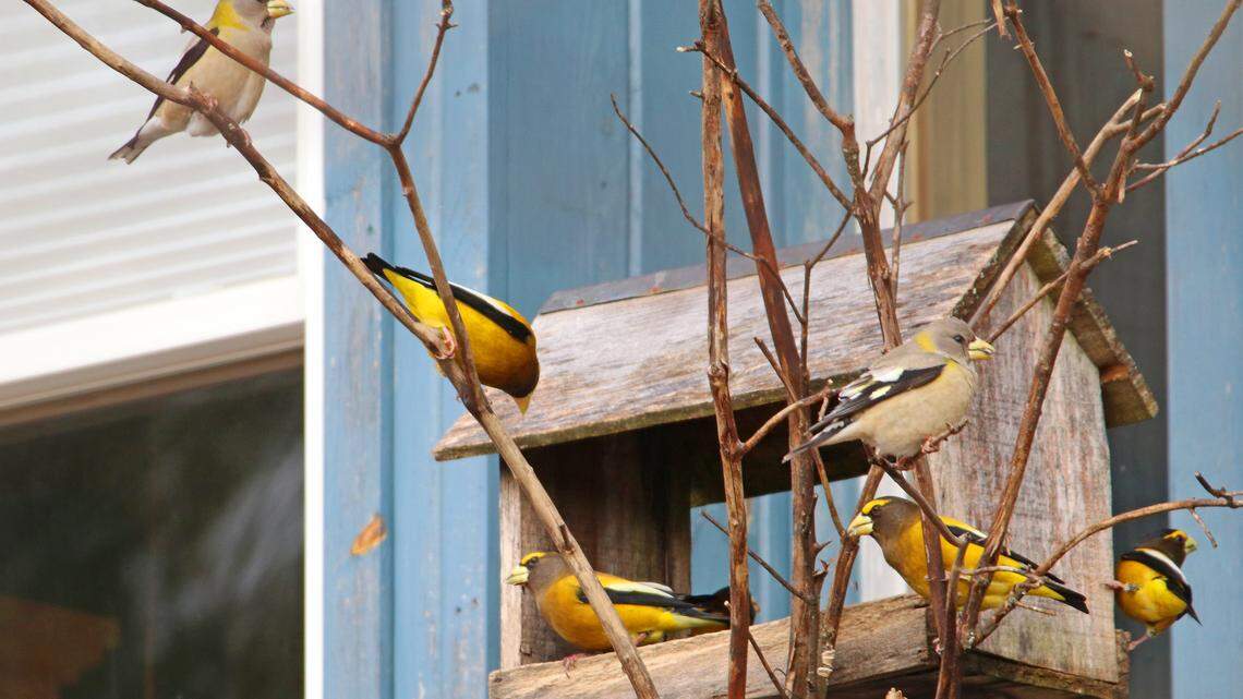 Afield: The evening grosbeak is in trouble. PA researcher hopes to find answers