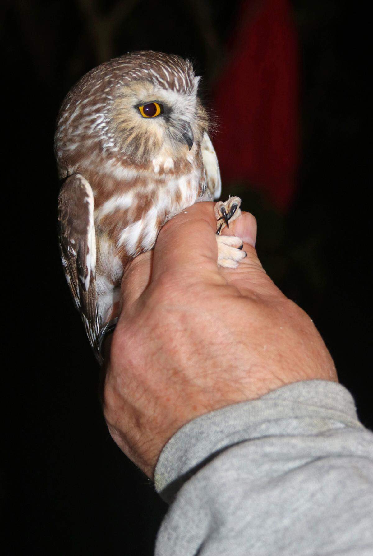 The northern saw-whet owl is the smallest nocturnal raptor in eastern North America.