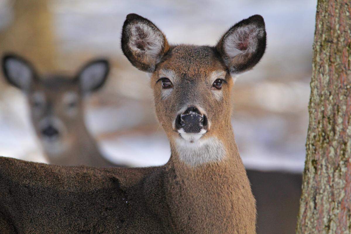 Likely the biggest change for 2024-25 affecting Centre County hunters is an extended firearms season for antlerless deer — January 2-20, in WMU 4D.