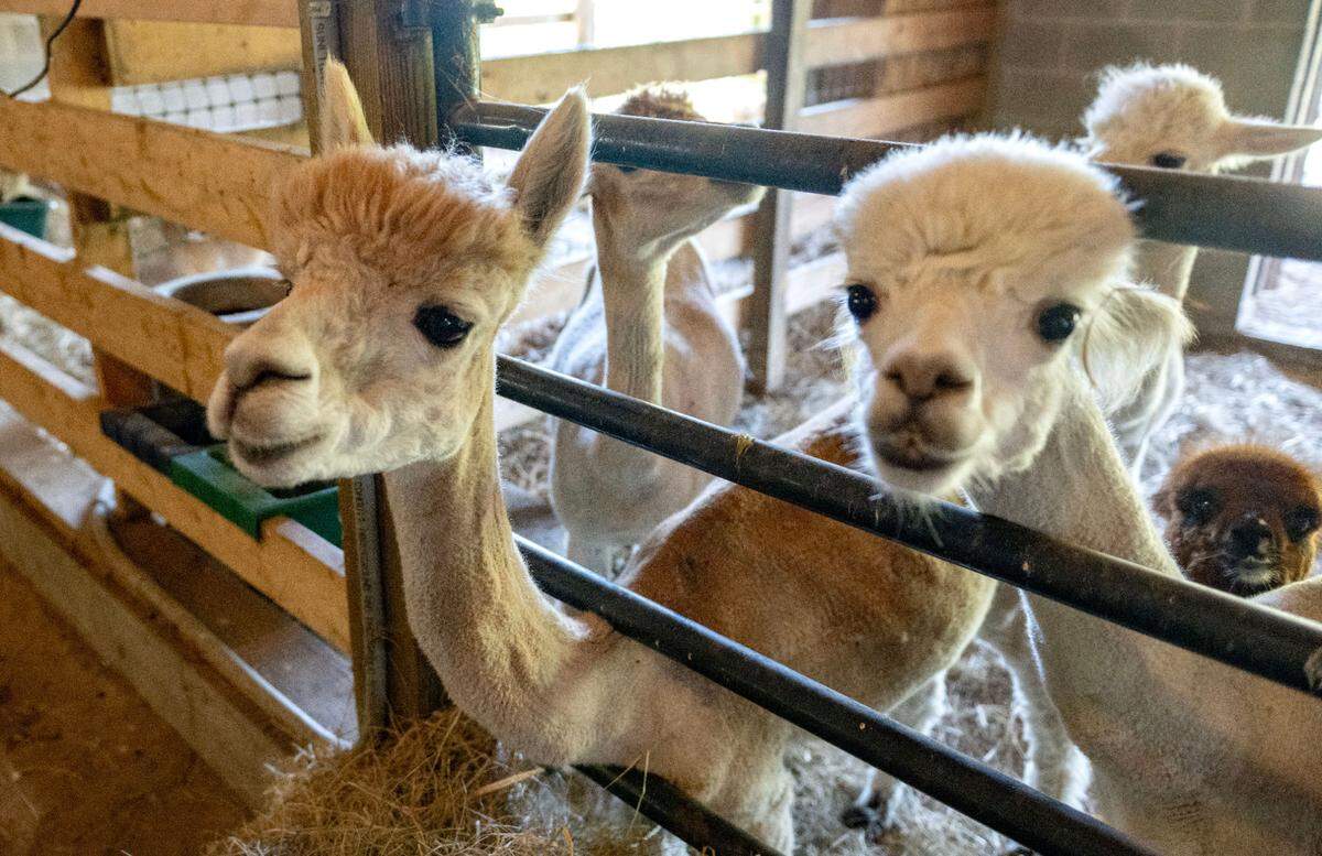 Some of the alpacas at Bald Eagle Valley Alpaca Ranch on Friday, July 19, 2024.