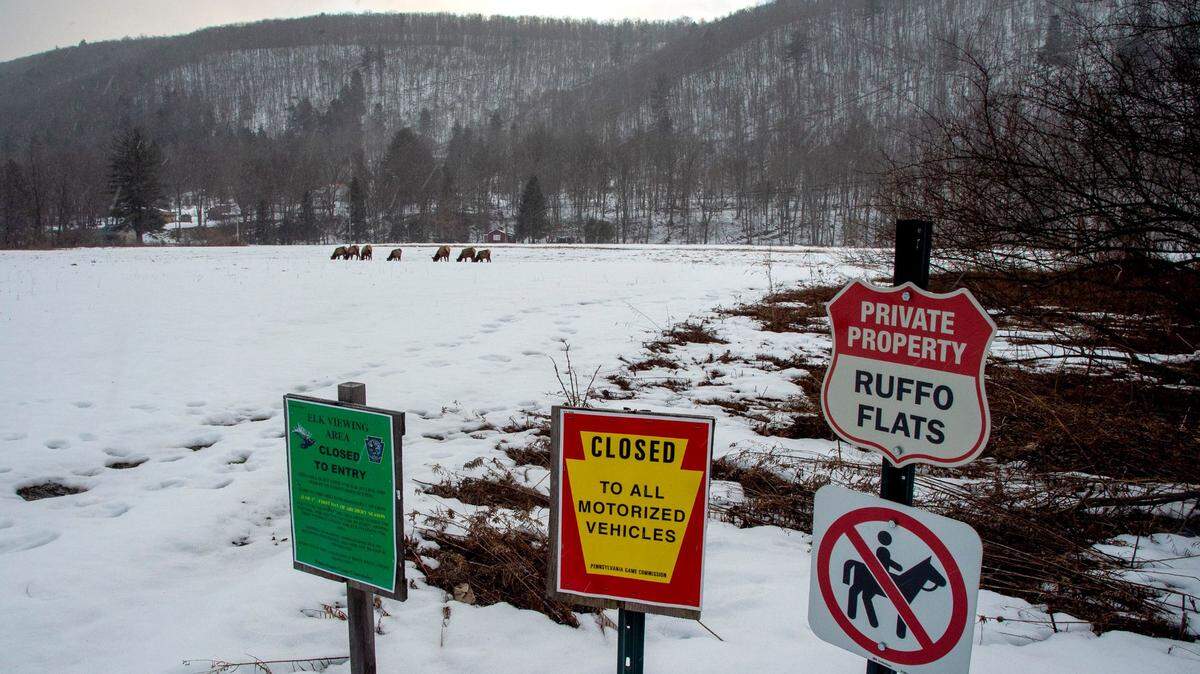Elk — like those seen here in a field in Benezette — are a major tourism driver in northern Pennsylvania.