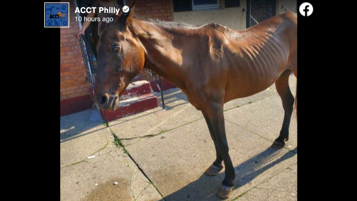 A horse was found abandoned on a busy Philadelphia street on Monday, May 30, officials say.