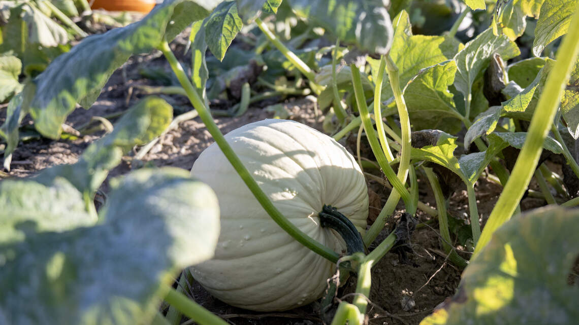 Ready for fall? Your guide to Centre County’s festivals, events and more