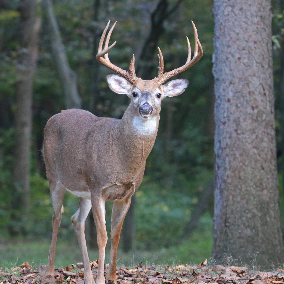 The average success rate of harvesting a buck during the past five years was 24%.
