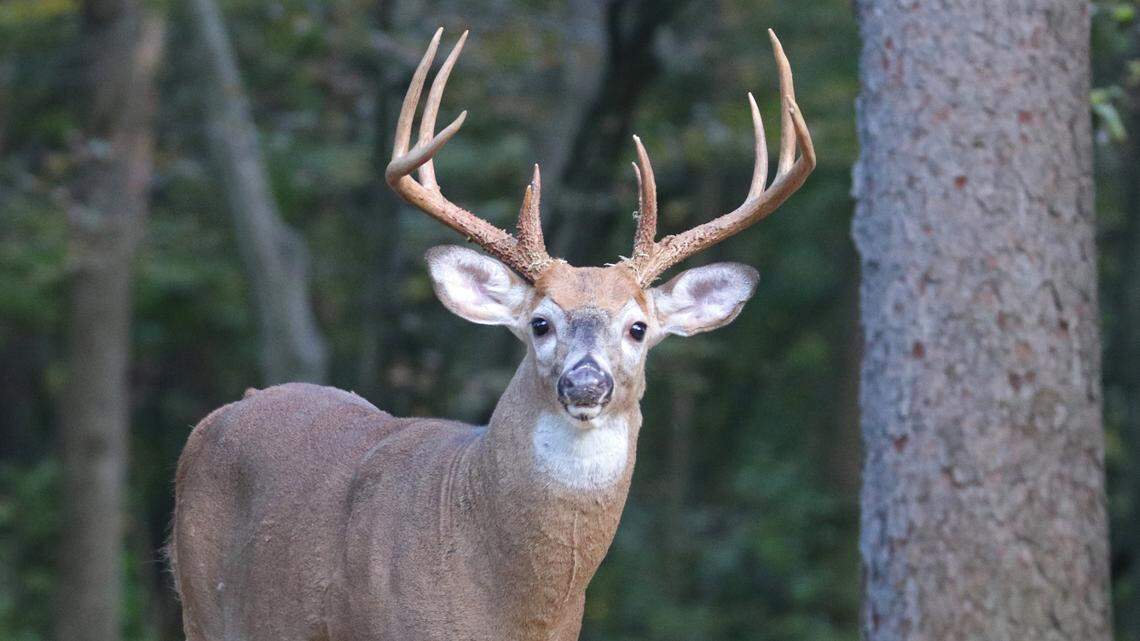 Afield: How to up your odds of shooting a buck this year as rifle season approaches