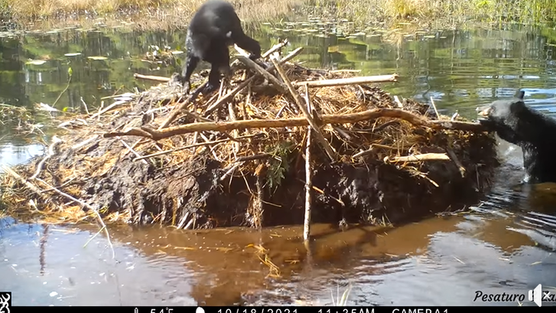 A black bear cub was caught on trail camera playing around on a beaver lodge, using it as a “diving platform,” Massachusetts video shows.