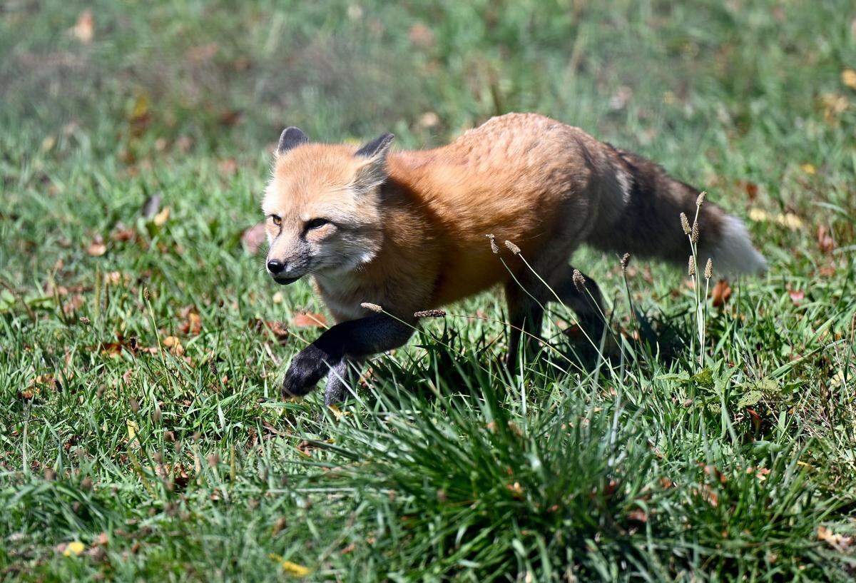 A red fox on the wildlife tour at Penn’s Cave on Tuesday, Oct. 1, 2025. 
