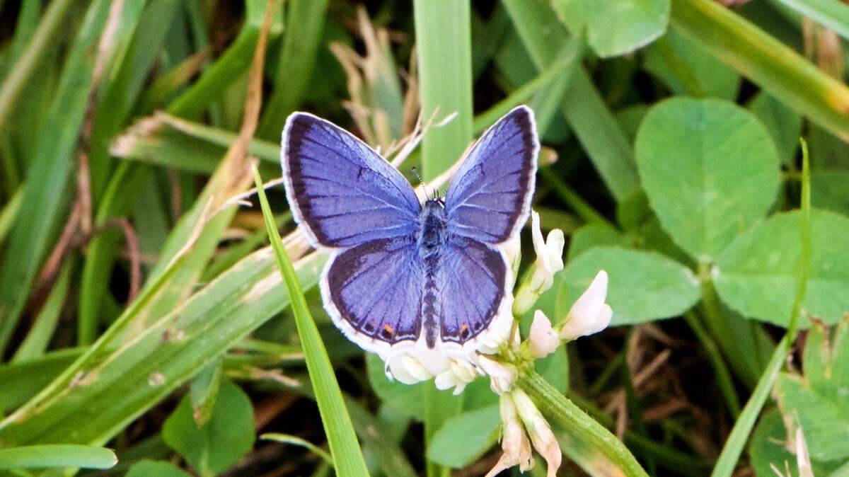 Millbrook Marsh, Spring Creek Canyon and the Lower Trail are three places in central Pennsylvania where you can go and look for butterflies, such as this one.