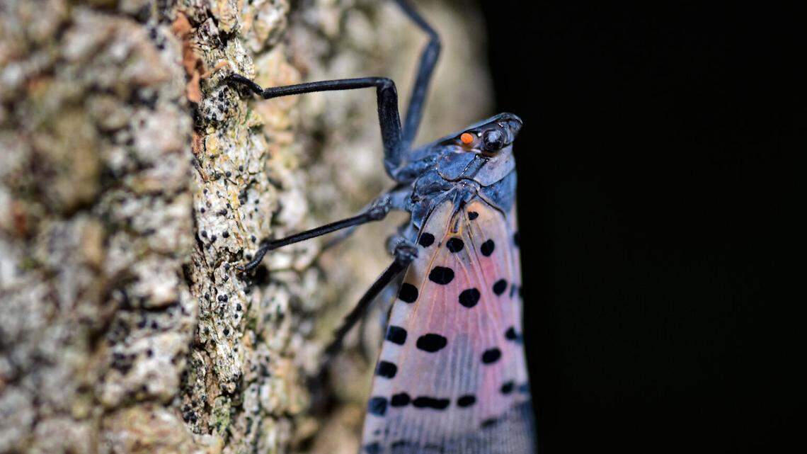 A spotted lanternfly is pictured at the Turkey Hill Nature Preserve in Pennsylvania on Tuesday, Sept. 7, 2021.