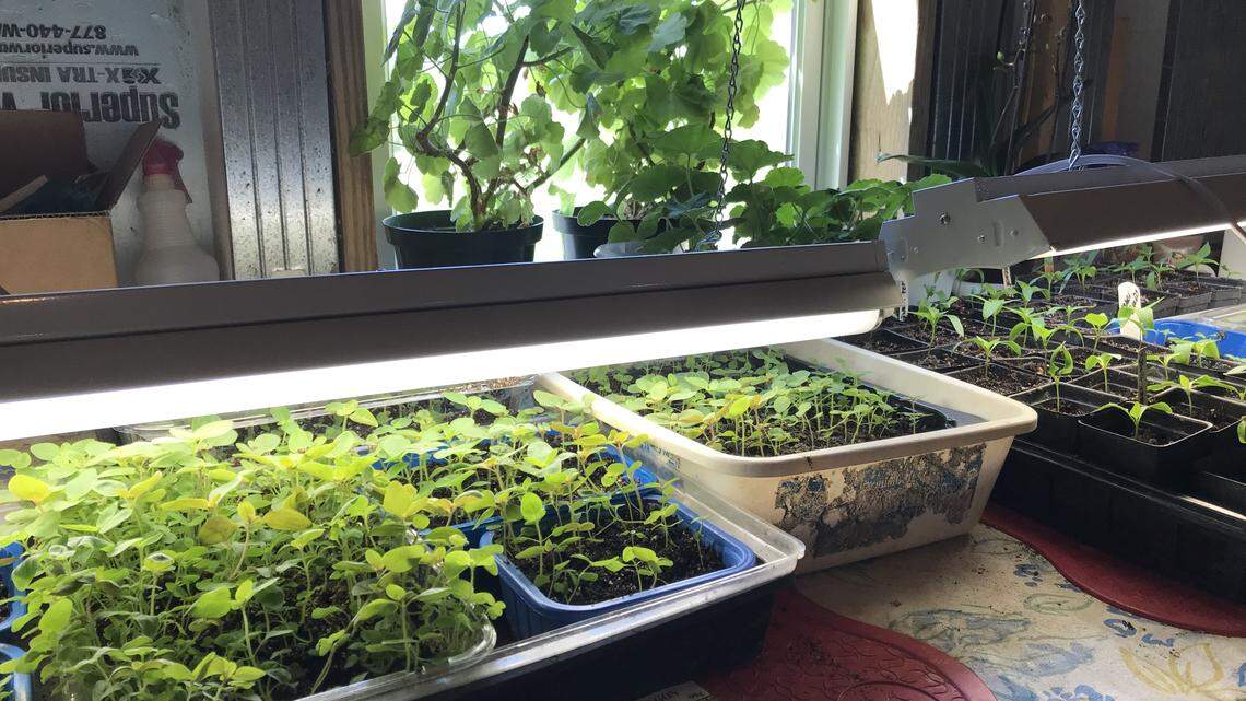 The perfect activity for self-isolation? Gardening benefits may be more acutely felt this season