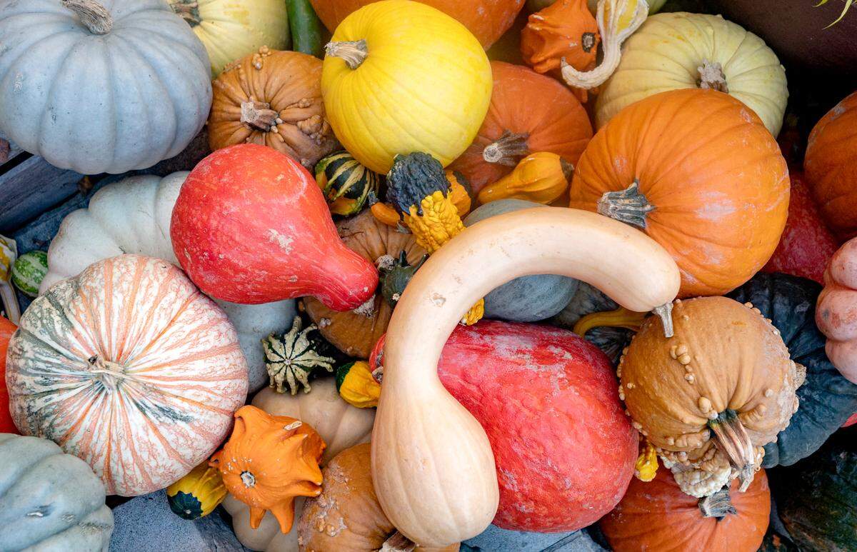 A mix of pumpkins and gourds at The Arboretum at Penn State Pumpkin Festival on Saturday, Oct. 8, 2022.  