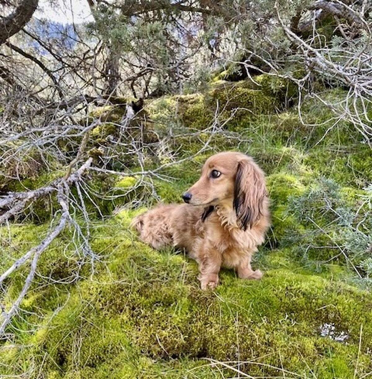 Back in Montana, Theodore joined his family when he was just 8 weeks old. They now live in Centre County.