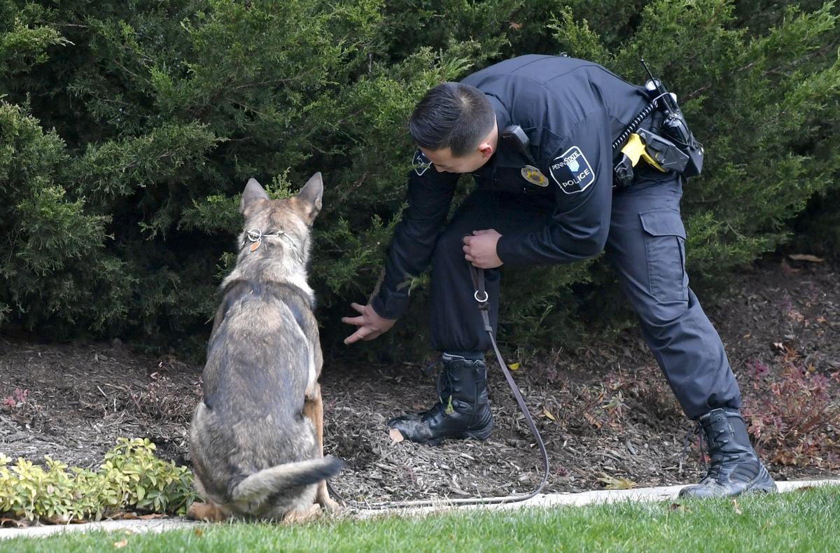 Roni sits to signify he smelled something suspicions in a bush to partner Penn State Police Officer Phil Peng during a demonstration on Wednesday, Nov. 21 2018.  Roni is the newest member of the K-9 team and will help to detect explosives. 