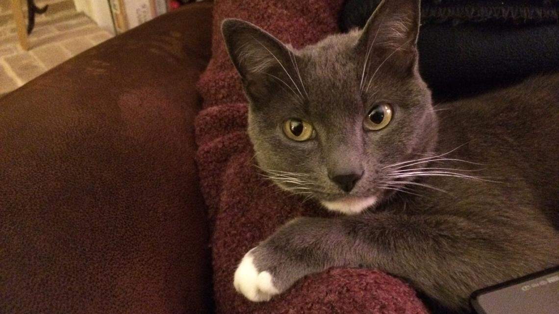 Purr-fect timing: Enter your cat in our contest to find central PA’s cutest kitty