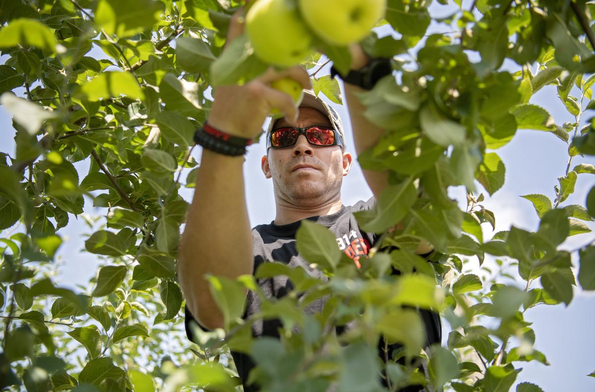 Matt LeClair picks apples to make ciders at his family’s farm, J.L. Farm in Ferguson Township on Wednesday. The farm has recently opened its cidery, 814 Cider Works, which offers seven ciders made from their homegrown apples.