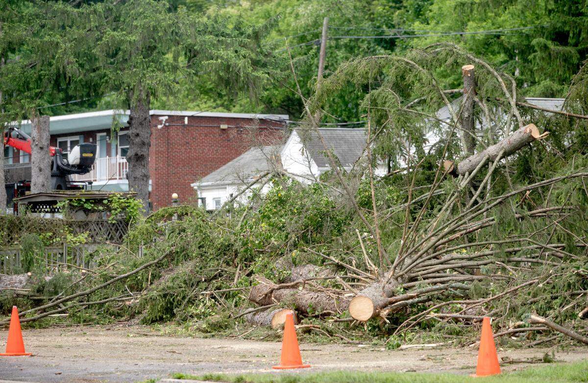 Cut down trees on the former Autoport property along South Atherton Street on Friday, May 17, 2024.
