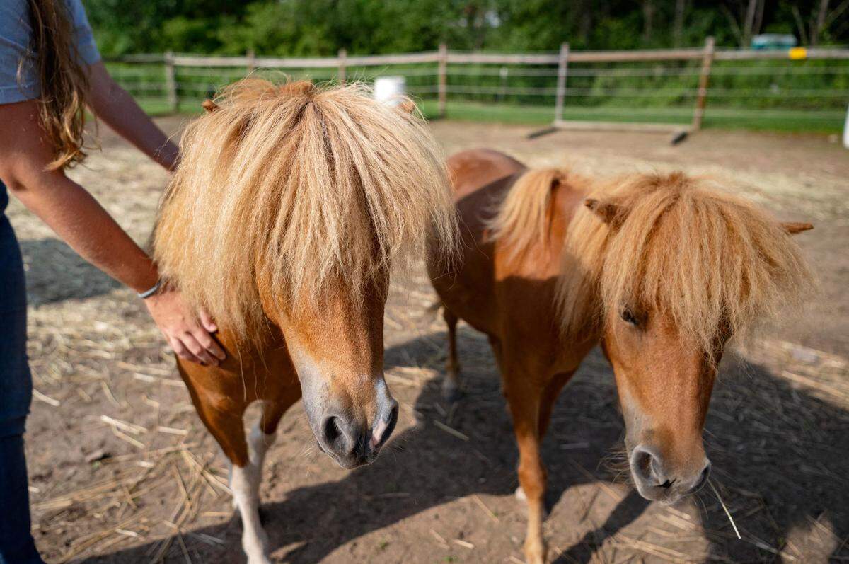Miniature horses Titan and June get attention from Isabel Lange at Mini Whinnies at Quarter Acre Wood in Port Matilda on Monday, July 31, 2023.