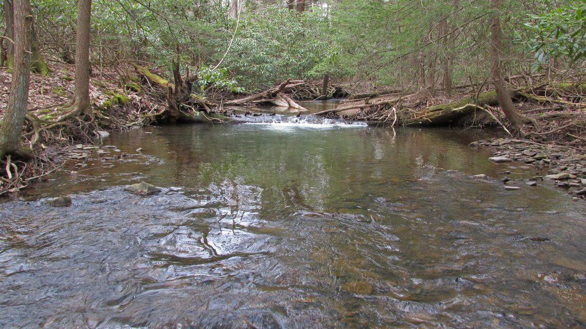 Afield: Centre County’s less-fished wild trout streams are hidden gems. Here’s how to find them
