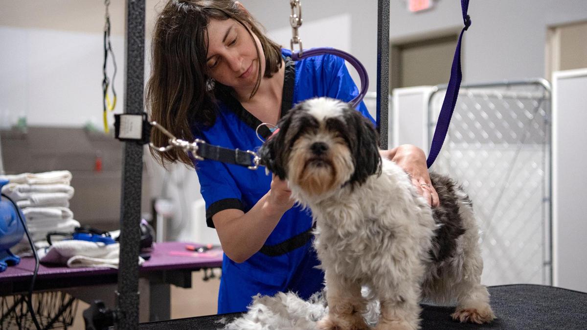 Chelsea McCartney grooms a dog at The Pet Pub on Benner Pike on Friday, June 26, 2020.