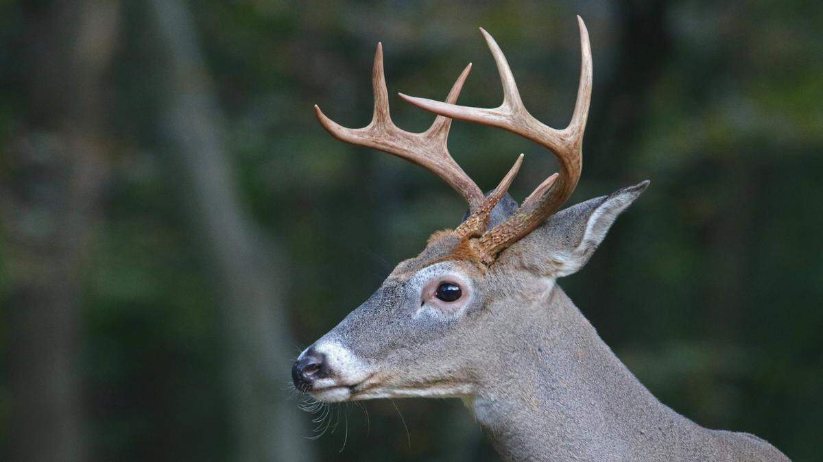 Centre County hunters will enjoy two weeks of concurrent buck and doe hunting beginning Nov. 27.