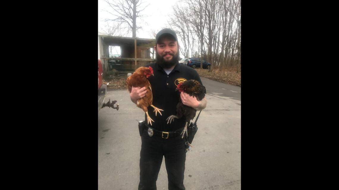 A duo of crazed chickens was arrested at New Jersey McDonald’s this week, after customers accused the birds of “wreaking havoc.”