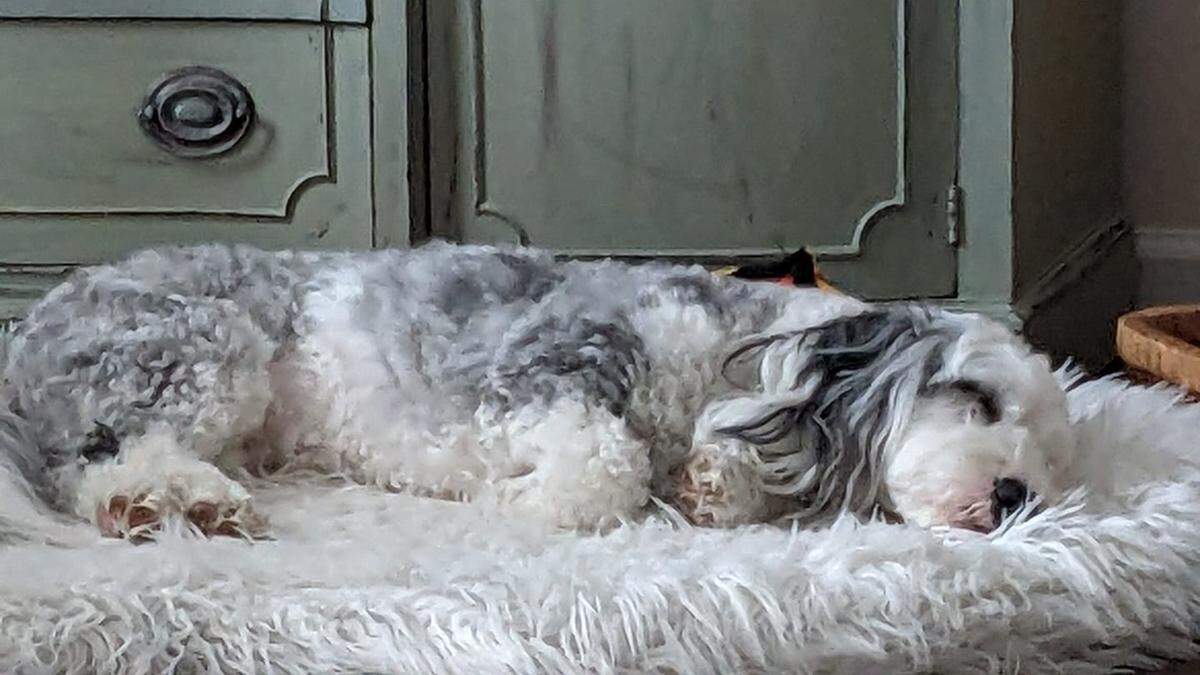 A submission via Facebook from Kaye Norenberg, captioned “dog tired on Puppy Day!”