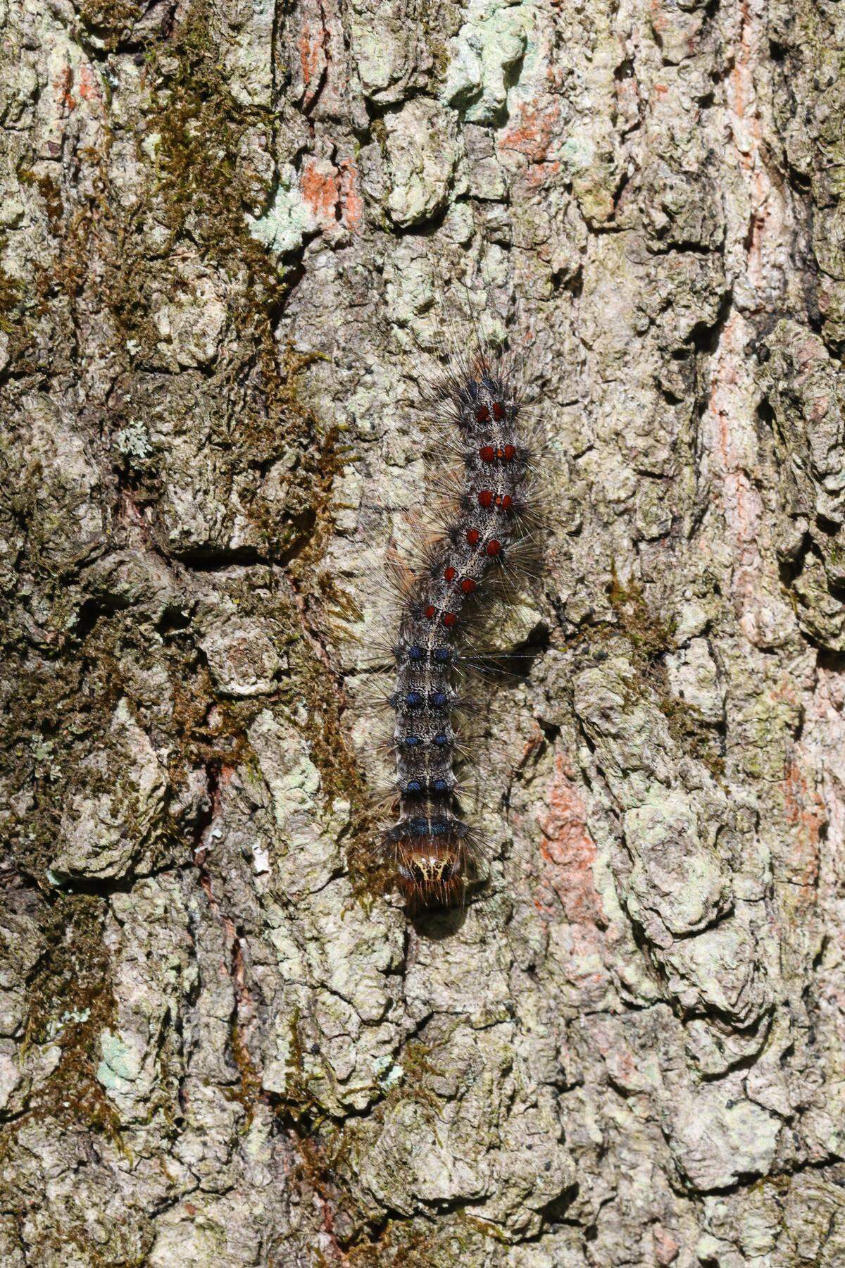 The spongy moth, shown here in its caterpillar state, can defoliate trees while feeding and ultimately weaken or kill them.