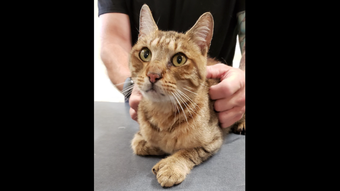 A cat was reunited with its owners Tuesday after causing a scare at a Scranton, Pennsylvania high school.