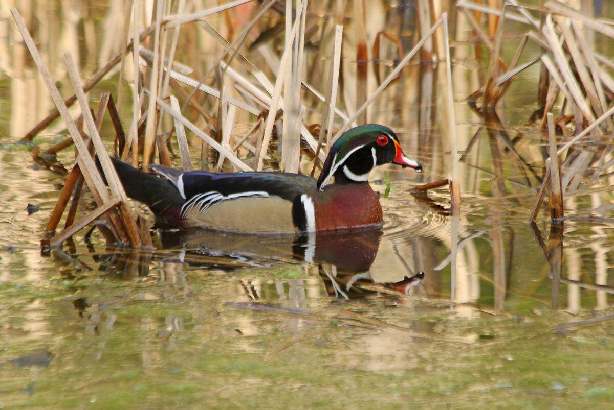 Wildlife abounds at the Wildlife for Everyone wetlands. Reptiles, amphibians, mammals and 198 species of birds have been identified there, including wood ducks which nest at the wetland each year.