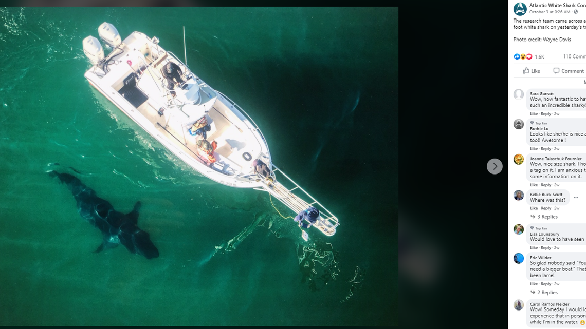 The Atlantic White Shark Conservancy spotted this 16-foot great white shark Oct. 2 off Cape Cod. It was almost as big as the boat.