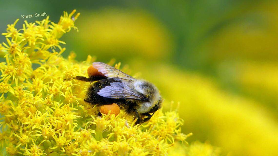 Penn State Extension Master Gardeners: Why native plants are a must-have for any ‘fantasy garden’