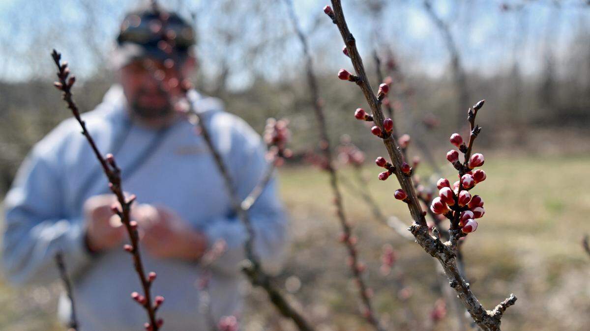Jason Coopey of Way Fruit Farm looks at the buds on an apricot tree on Friday, March 22, 2024.