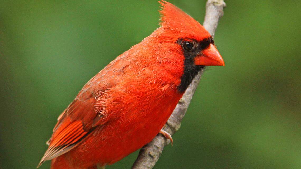 An image of a northern cardinal.