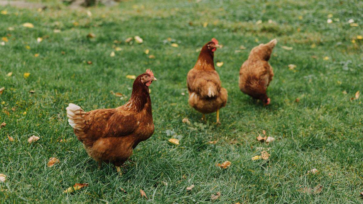 Since 2022, bird flu cases have been reported in more than 35 counties in Florida, including Miami-Dade and Broward.