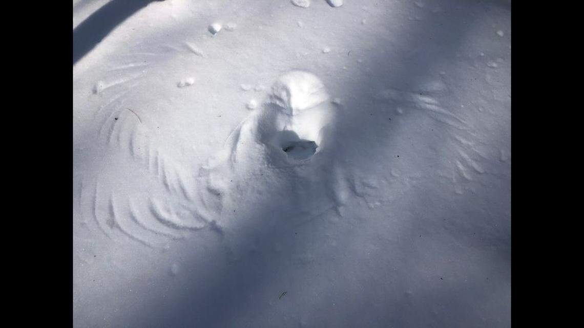 A New Hampshire state biologist reported finding a single snow imprint in the middle of nowhere, as if the maker fell out of the sky.