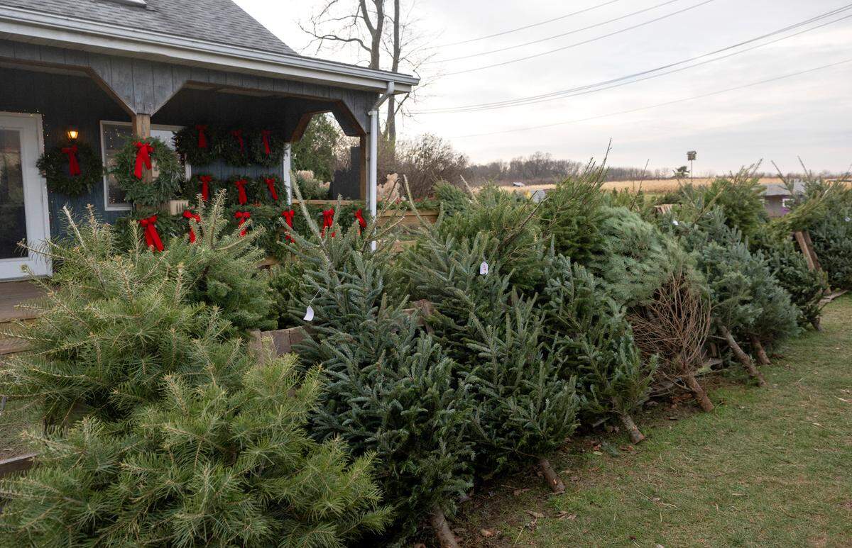 An assortment of Fraser fir, Douglas fir and Canaan fir trees Harner Farm on Tuesday.