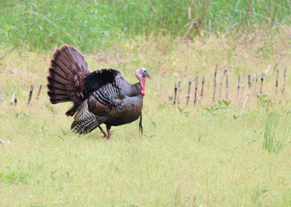 Pennsylvania’s spring turkey season, most commonly referred to as “gobbler season,” begins on May 2.