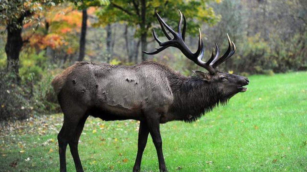 Elk Tourism