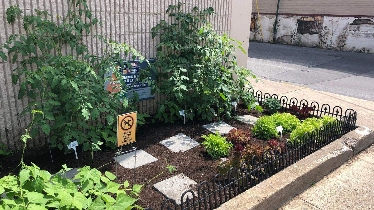 The Downtown State College community vegetable garden launched this summer in Calder Alley.