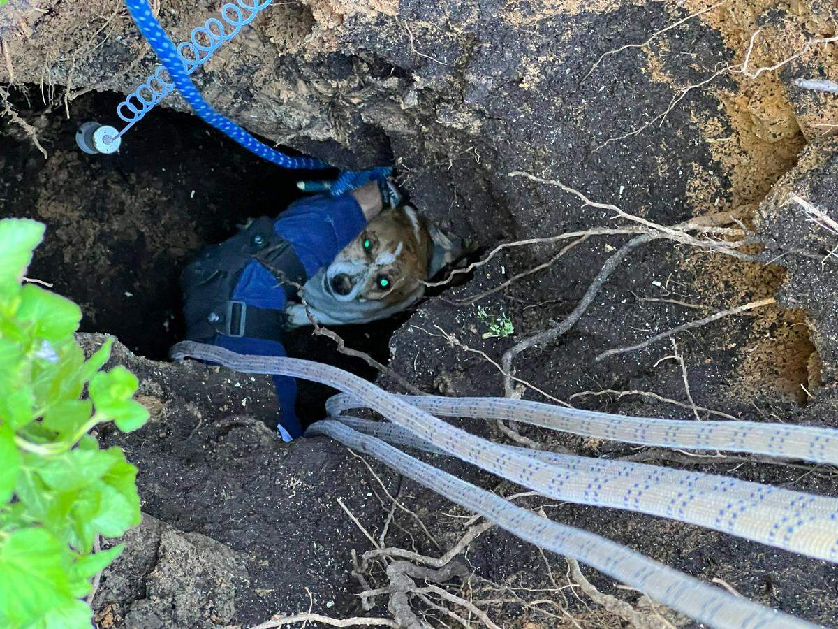 Alpha Fire Company firefighters rescued a corgi who fell into a sinkhole in College Township on Wednesday, May 11, 2022.