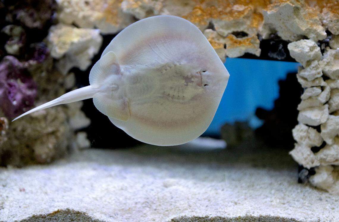 Pearl the baby stingray shows her ventral side with her mouth, gills and nostrils, at Discovery Space on Friday, March 14, 2025.
