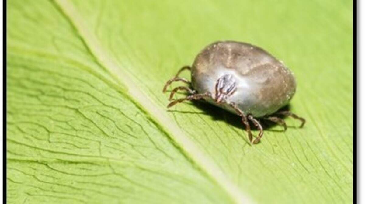 An image of the Asian longhorned tick.