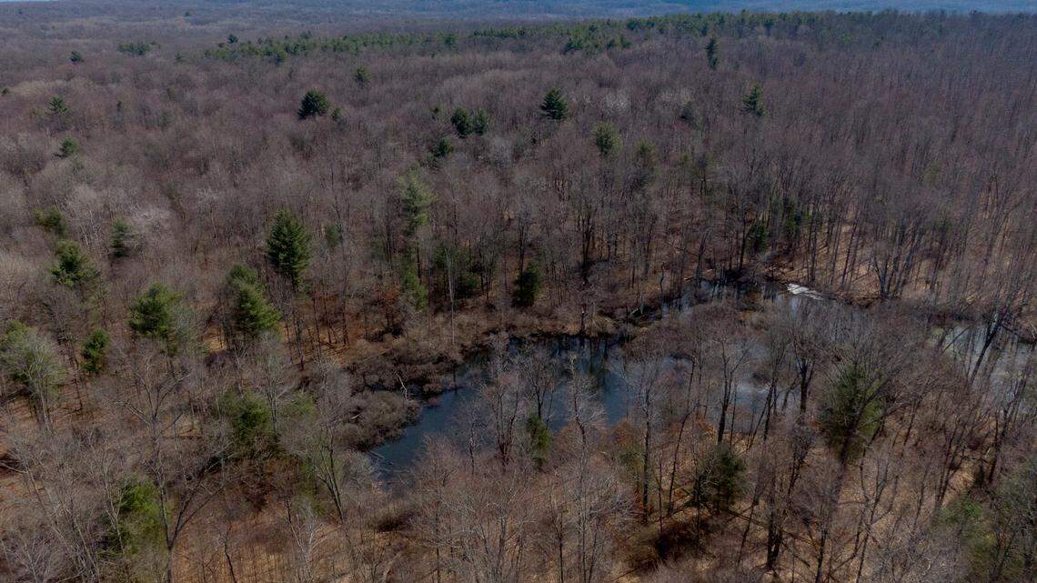 What to know about stepping into the forest and exploring trails at Gray’s Woods Preserve