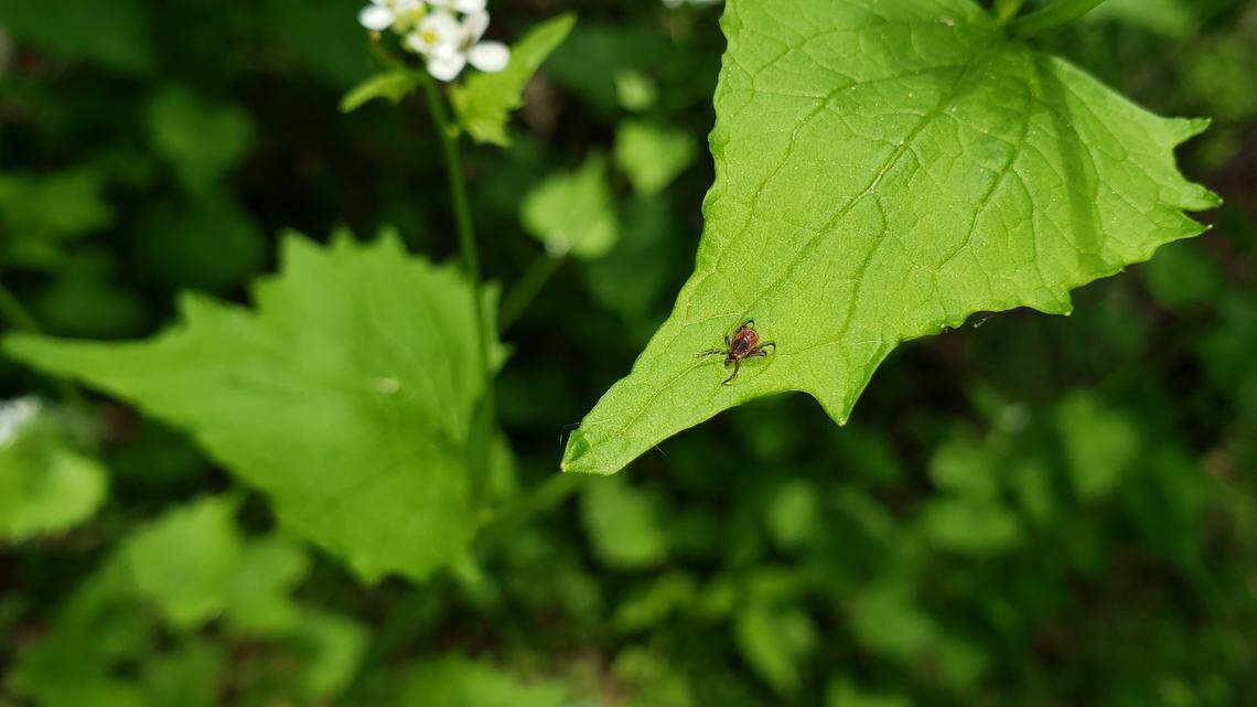 How bad are ticks this year and how can you protect yourself? Here’s what a Penn State expert said