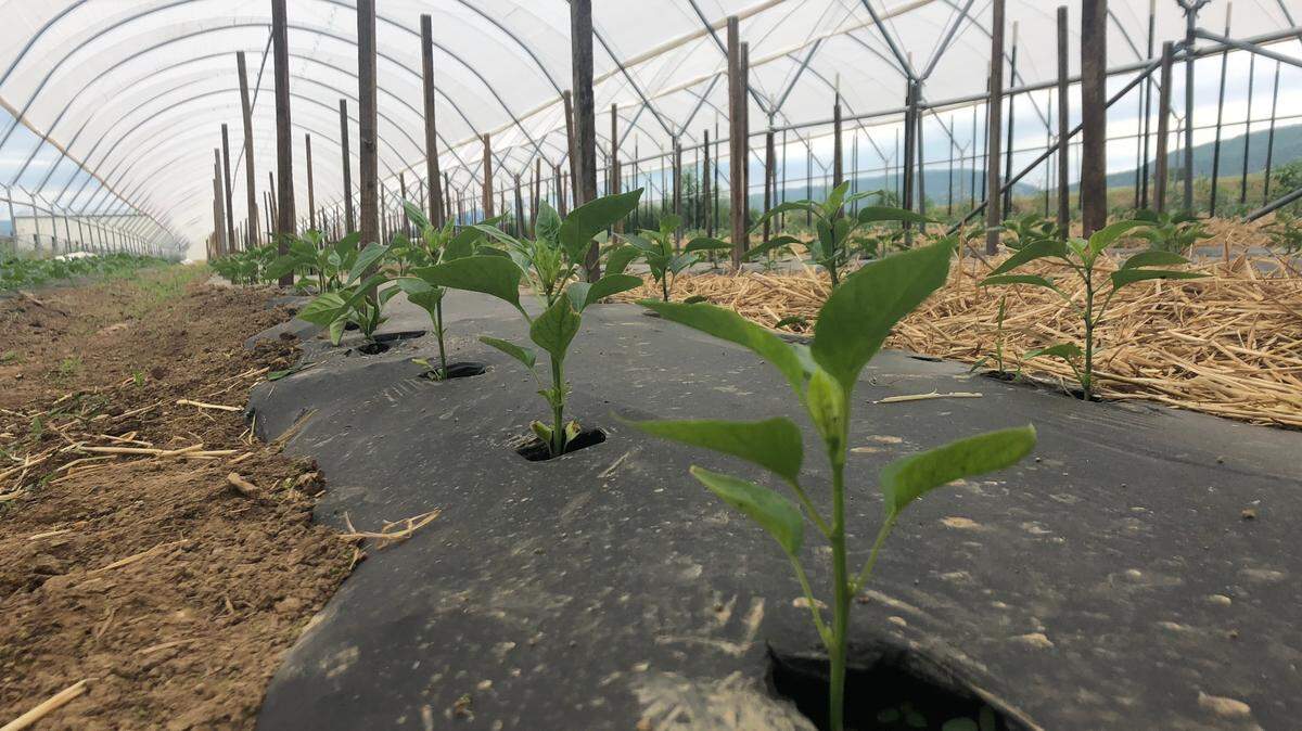 A closer look at the pepper and tomato plants being grown at the Reedsville farm of Emanuel Peachey, who’s organizing a weekly farmers market that will start up June 12 in the parking lot of the Nittany Mall.