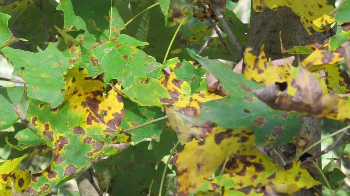 Why are fall colors muted this year in Centre County?