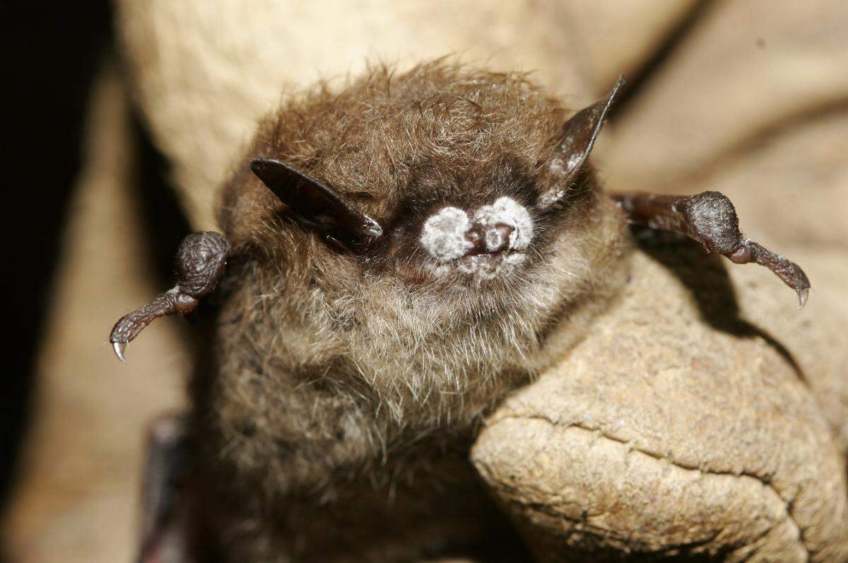 This is a close-up of a bat with fungus, New York, October 2008. The disease has killed most of little brown bats and other bat species in the Northeast and has spread to the south and Midwest. (Ryan Von Linden/New York Department of Environmental Conservation/USFWS/MCT)