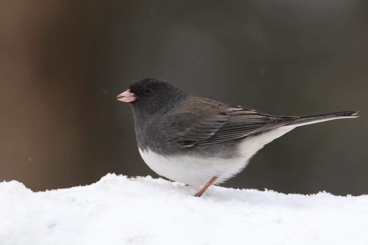 The dark-eyed junco has been the No. 1 species spotted during many on Mark Nale’s 11 Christmas Bird Counts, mostly in the Marsh Creek Valley.