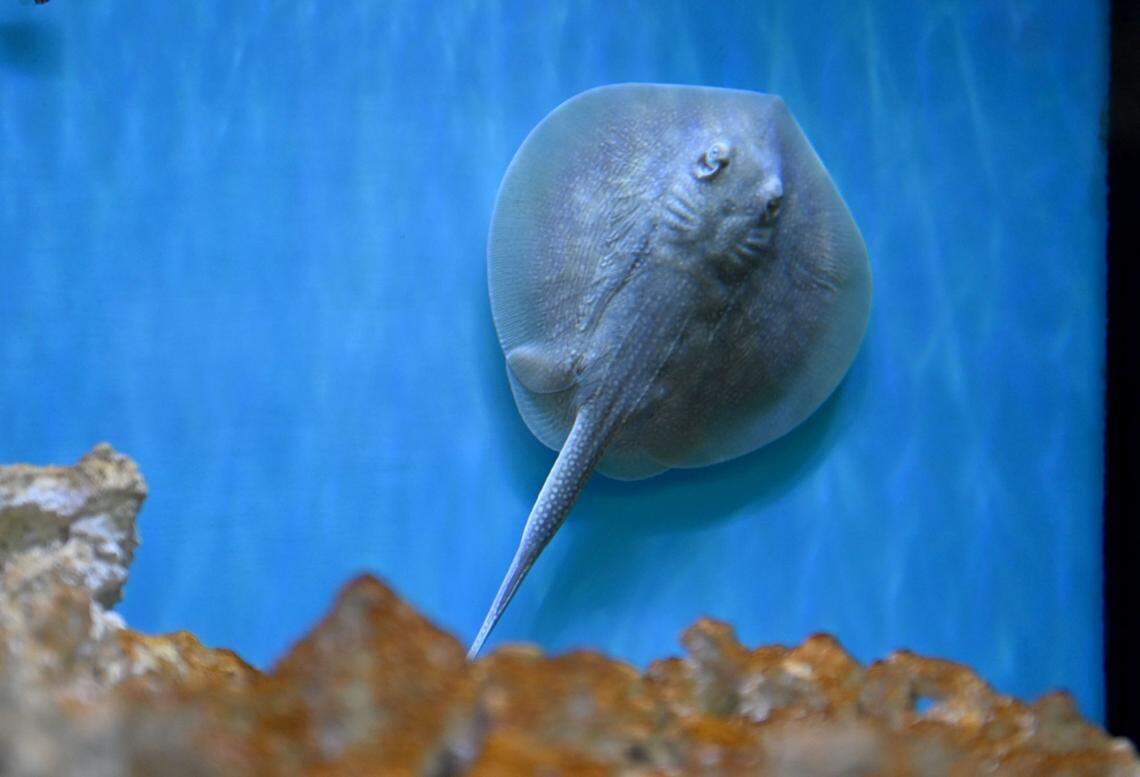 Pearl the baby stingray shows her dorsal side as she floats in the tank at Discovery Space on Friday, March 14, 2025.