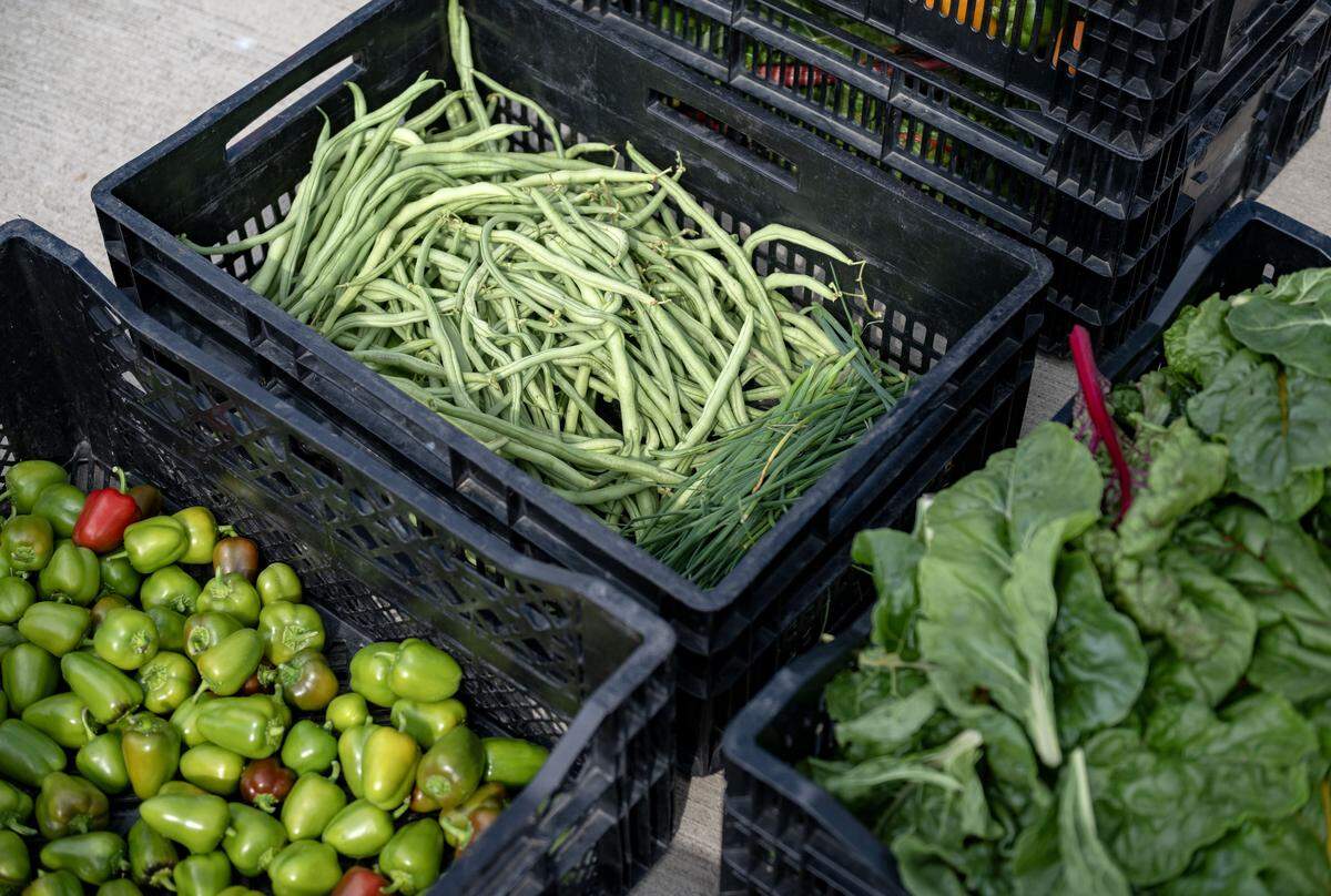 Vegetables picked by volunteers from The Arboretum at Penn State to be donated to the food bank on Tuesday, Sept. 16, 2025.  